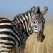 Evoluzione e adattamento della zebra