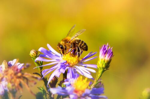 Tipi di impollinazione: