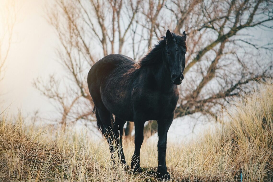 Furia cavallo del West: un’indagine etologica