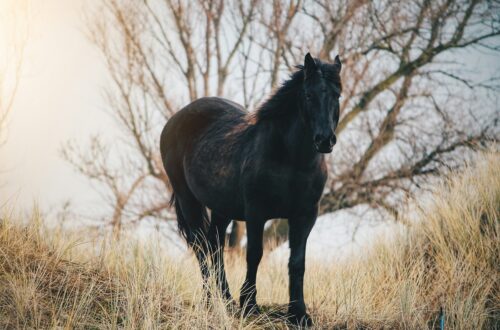 Furia cavallo del West: un’indagine etologica