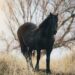 Furia cavallo del West: un’indagine etologica