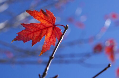 Come avviene il foliage autunnale