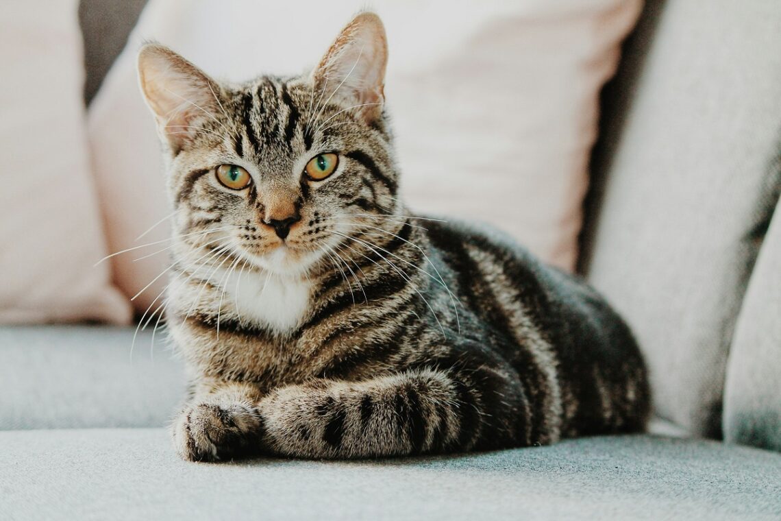 Perché il gatto fa le fusa?