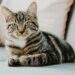 Perché il gatto fa le fusa?
