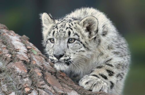 Giornata Internazionale del Leopardo delle Nevi