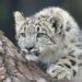 Giornata Internazionale del Leopardo delle Nevi